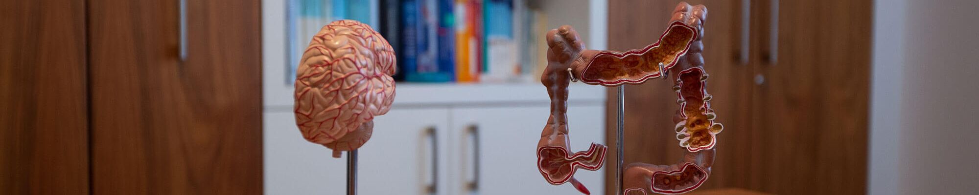 2 medizinische Modelle von inneren Organen